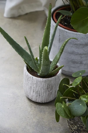 Carved Indoor Pot 10CM - image 1