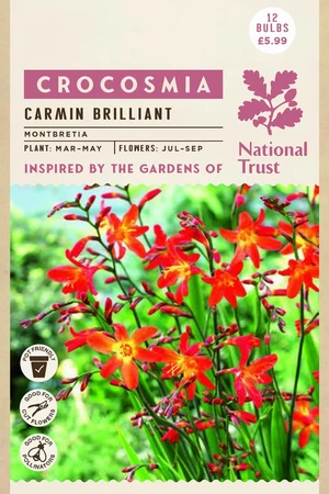Nt Crocosmia Carmin Briljant - image 1