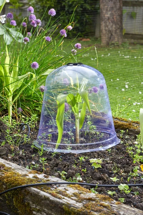 Jumbo Bell Cloche - image 2