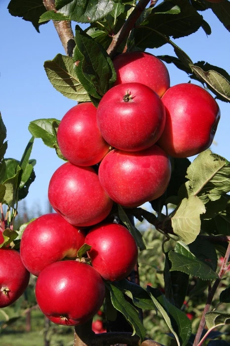 Apple Red Devil Bush MM106 12L