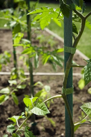 Plant Sticks 25Pk