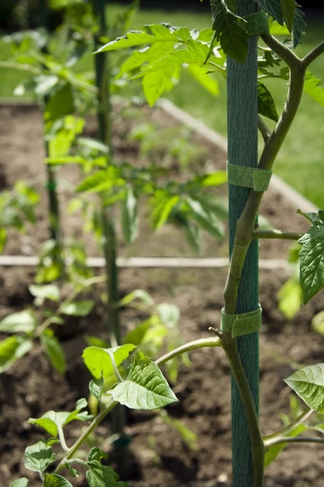 Plant Sticks 25Pk