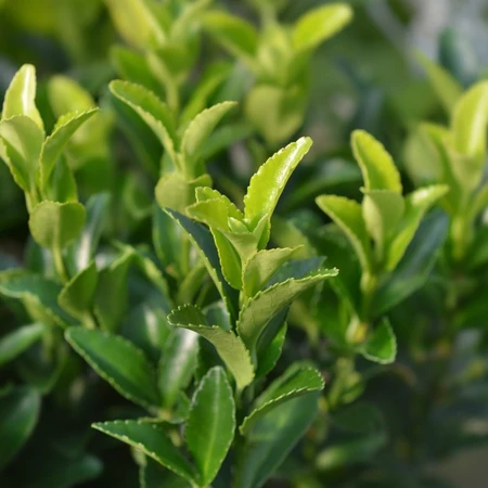 Euonymus Japonicus Francien 2L