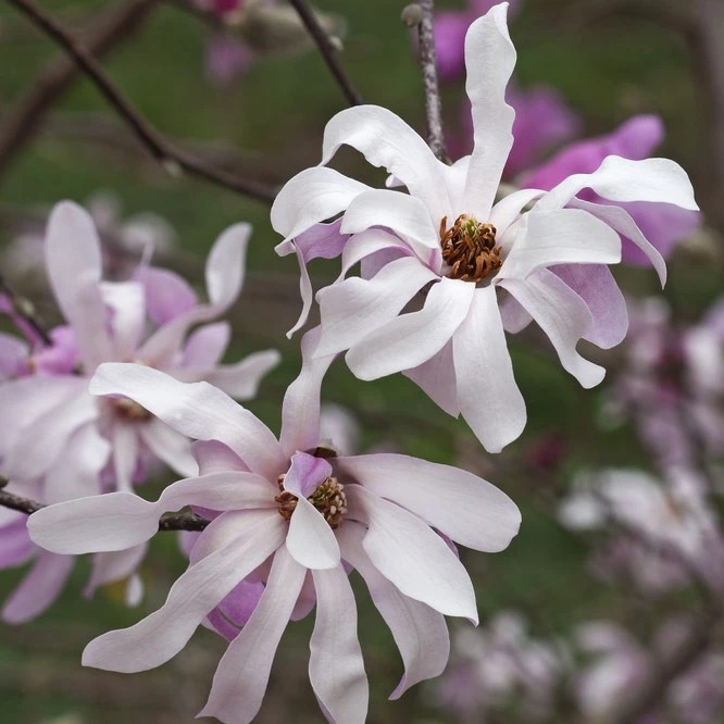 Magnolia Loebneri Leonard Messel 3L