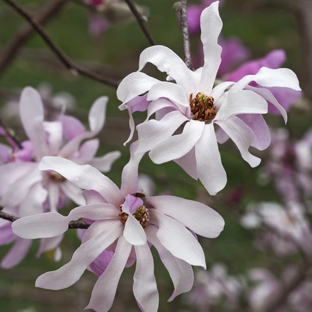 Magnolia Loebneri Leonard Messel 3L
