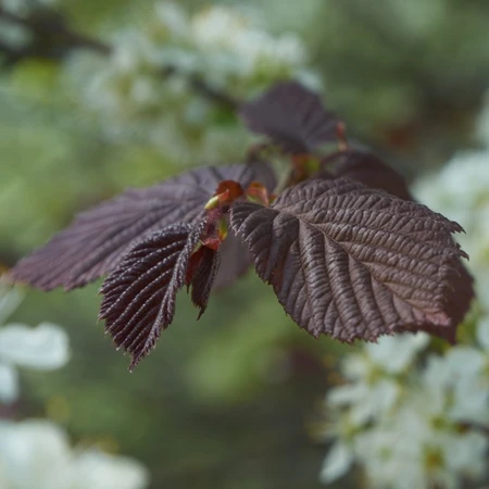 Corylus Avellana Red Majestic 3L
