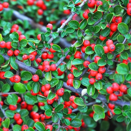 Cotoneaster Horizontalis 3L