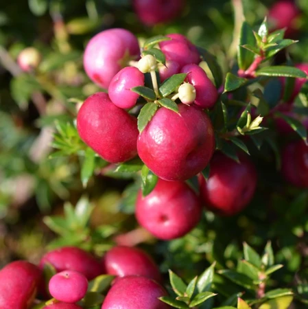 Gaultheria Mucronata Signal 3L