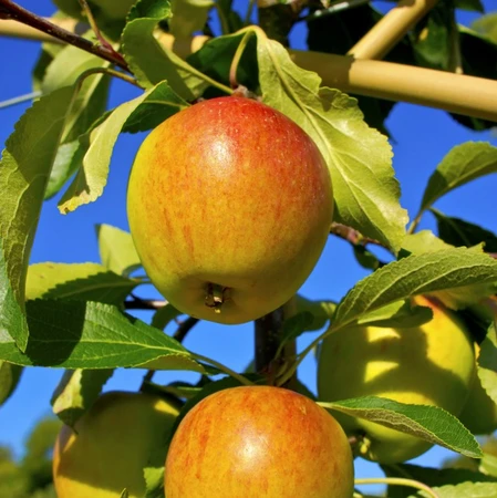 Malus X D Coxs Orange Pippin 23cm