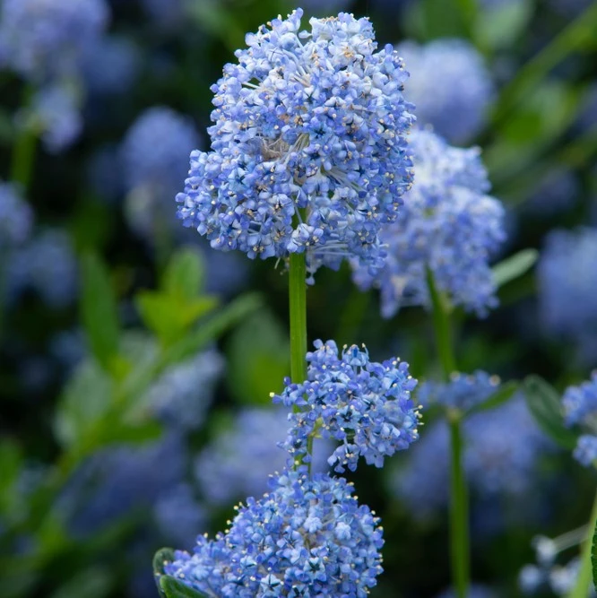 Ceanothus Impressus Victoria 3L
