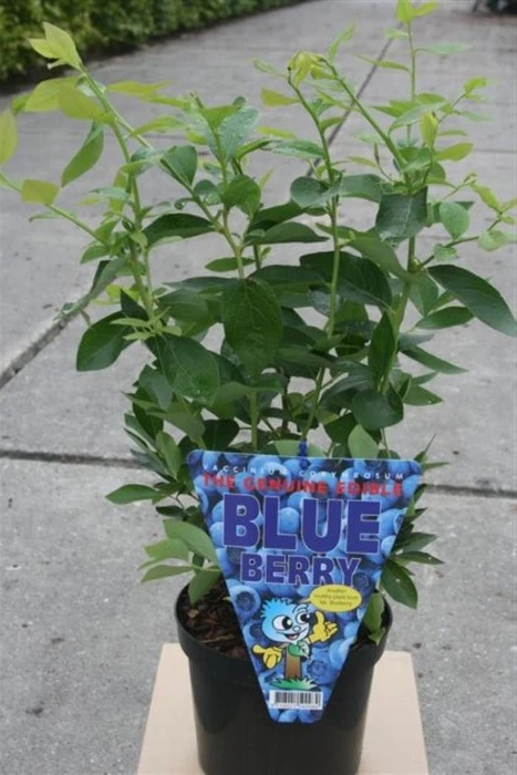 Blueberry 3L - image 1