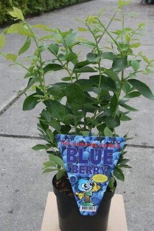 Blueberry 3L - image 2