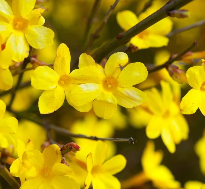 Jasminum Nudiflorum 3L - image 1