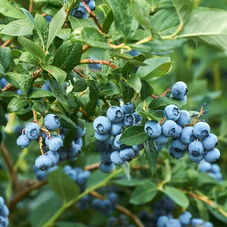 Blueberry 3L - image 2