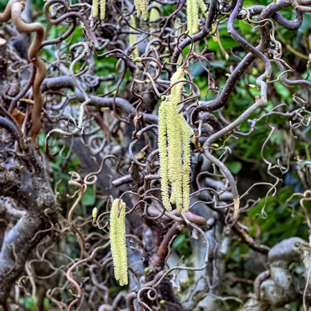 Corylus Avellana Contorta 3L