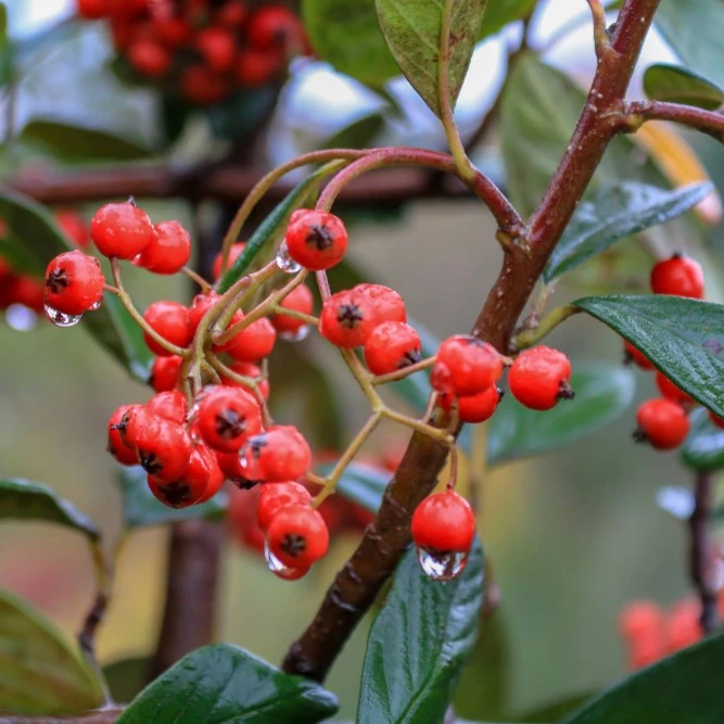 Cotoneaster Lacteus 3L - image 1