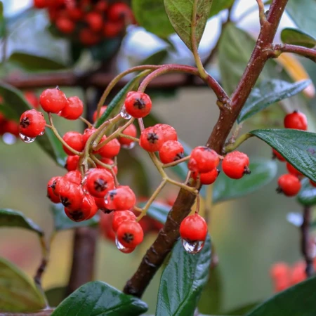 Cotoneaster Lacteus 3L - image 2