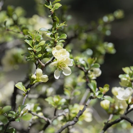 Chaenomeles Speciosa Nivalis 3L