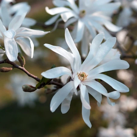 Magnolia Stellata 7.5L
