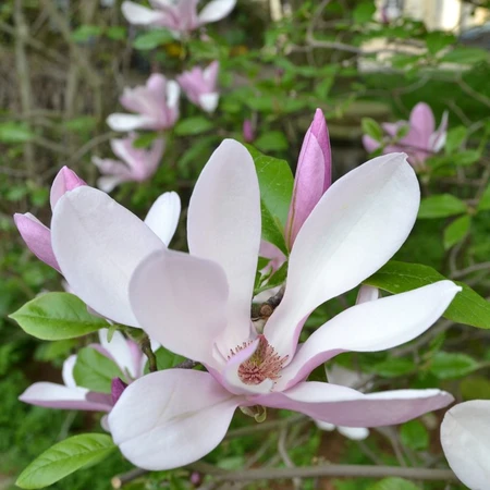 Magnolia George Henry Kern 7.5L - image 2