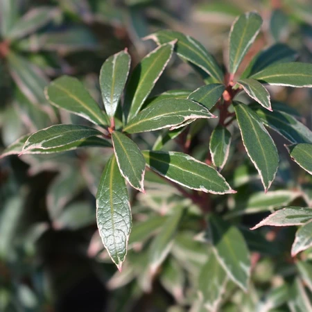 Pieris Little Heath 7.5L