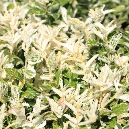 Euonymus Fortunei Harlequin 2L