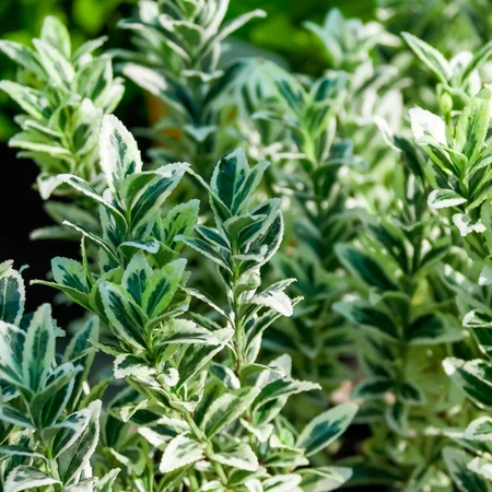 Euonymus Microphyllus Aureovariegatus 2L