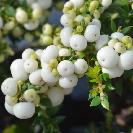 Gaultheria Mucronata Snow White 3L