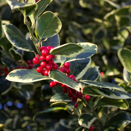 Ilex Altaclerensis Golden King 3L