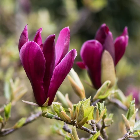 Magnolia Liliflora Nigra 3L