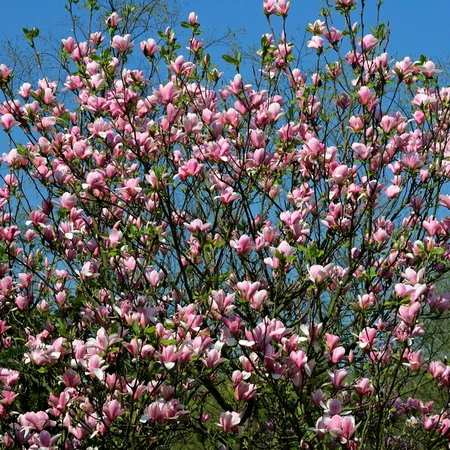 Magnolia Soulangeana Ricki 3L