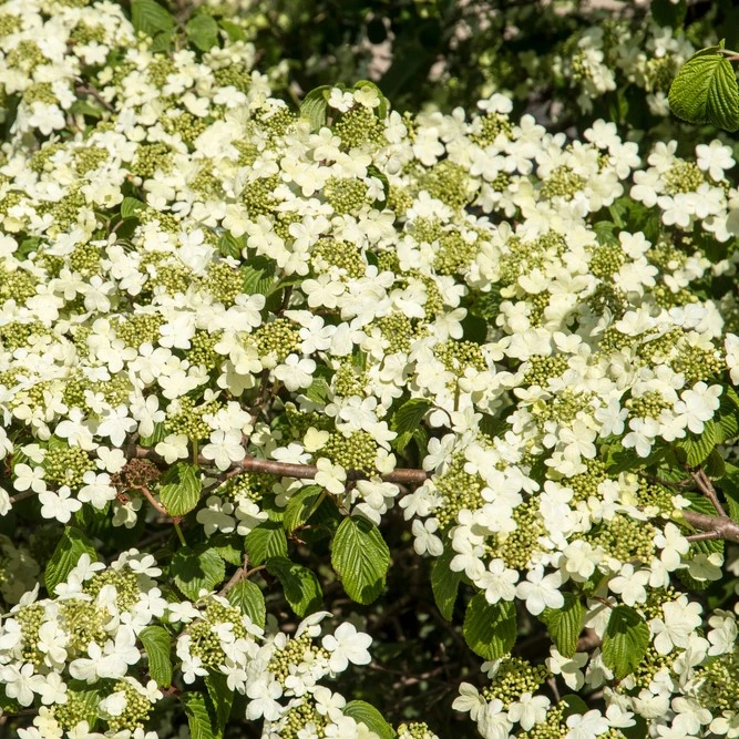 Viburnum Plicatum Shasta 3L