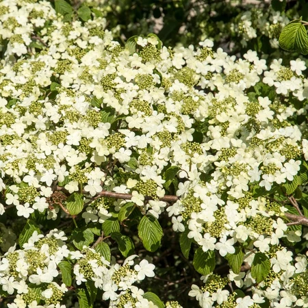 Viburnum Plicatum Shasta 3L