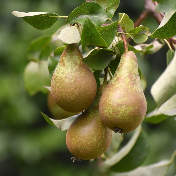 Pyrus C Conference 19cm