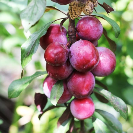 Prunus D Victoria 23cm
