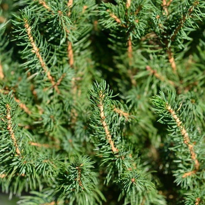 Picea Glauca Albertiana Conica 7.5L