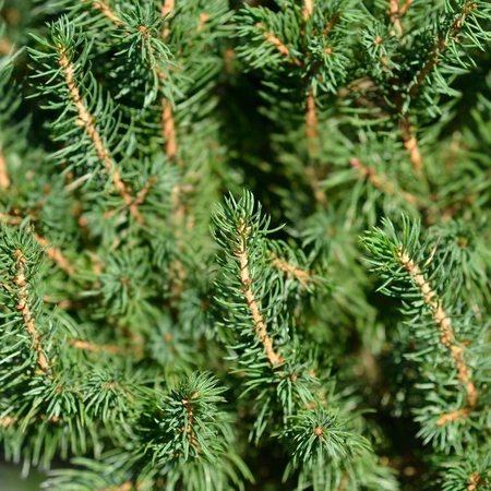 Picea Glauca Albertiana Conica 7.5L