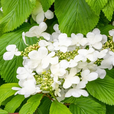 Viburnum Plicatum Mariesii Great St 3L