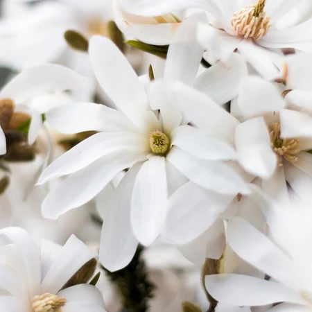 Magnolia Stellata Royal Star 3L