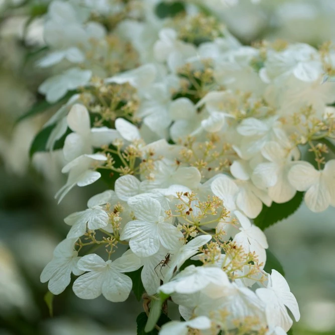 Viburnum Plicatum Watanabe 3L