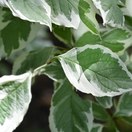 Cornus Sericea White Gold 7.5L