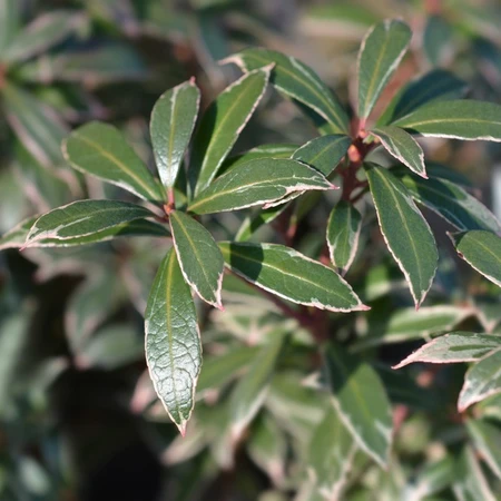 Pieris Japonica Little Heath 7.5L