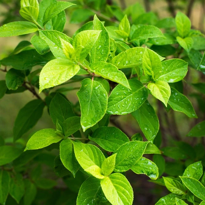 Cornus Alba Aurea 3L