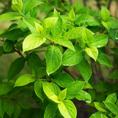 Cornus Alba Aurea 3L