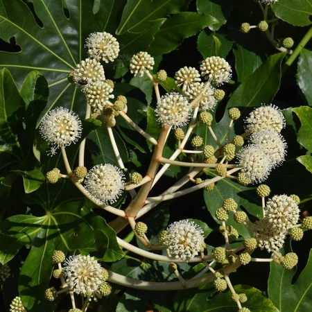 Fatsia Japonica 7.5L