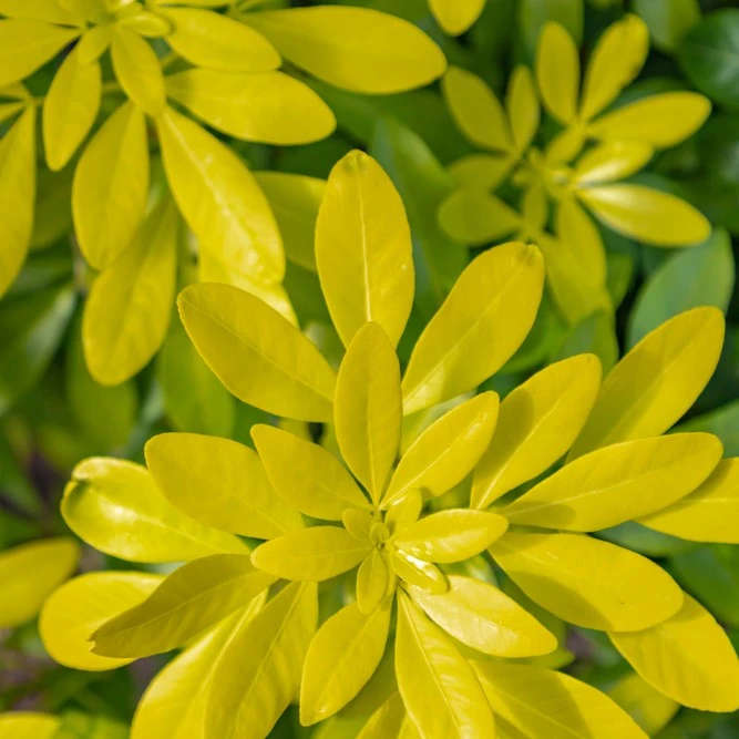 Choisya Ternata Sundance 3L