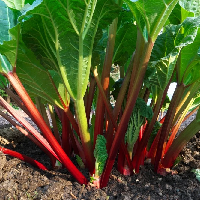 Rhubarb Timperly Early 3L