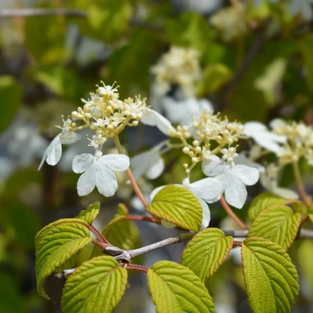 Viburnum Plicatum Kilimanjaro Sunri 15L