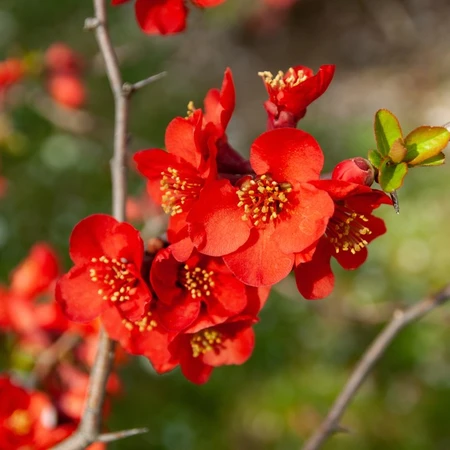 Chaenomeles Superba Nicoline 3L