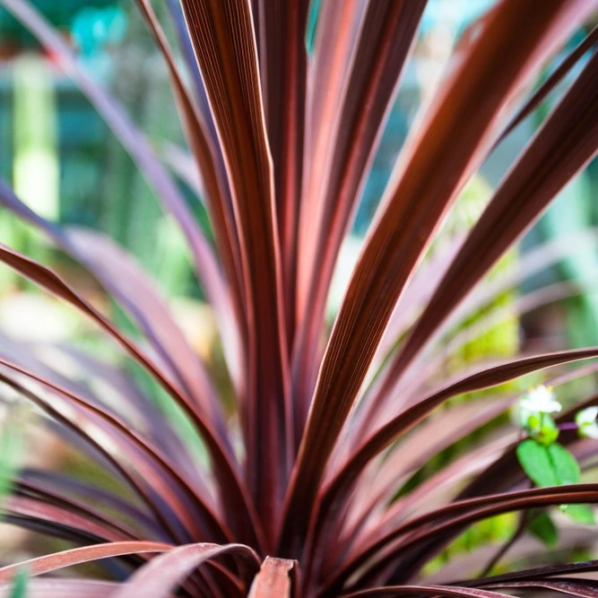 Cordyline Australis Festival Burgundy 2L